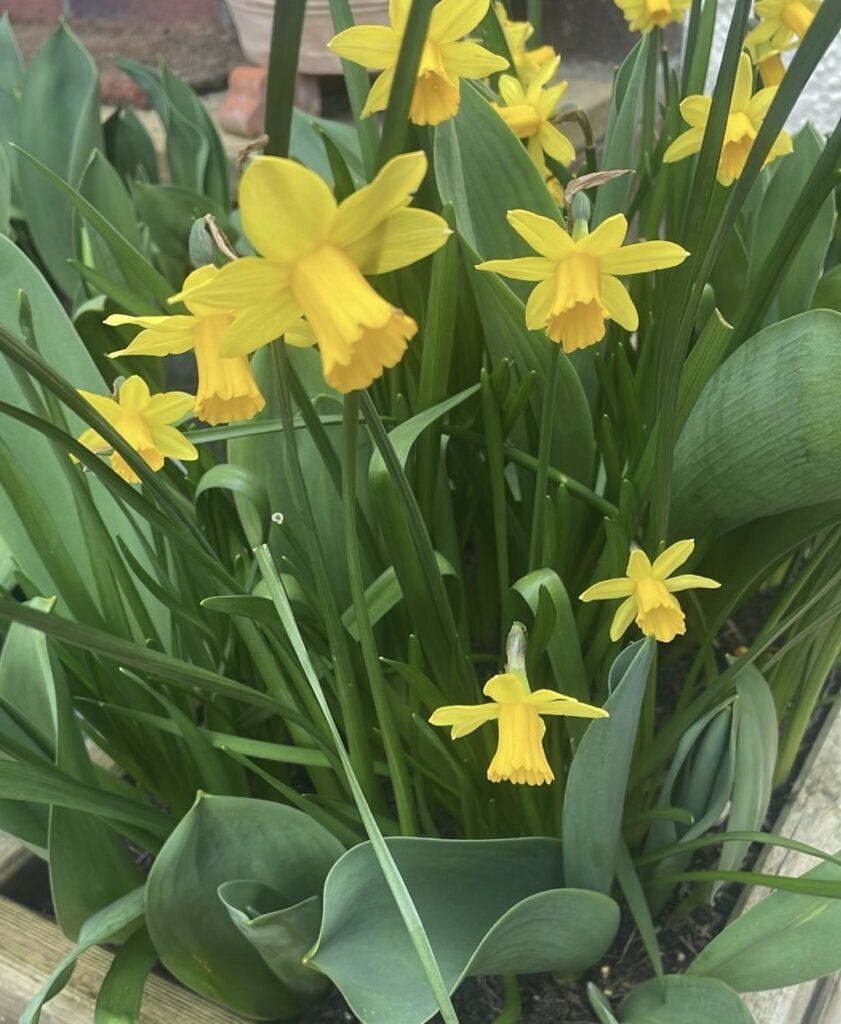 Daffodils